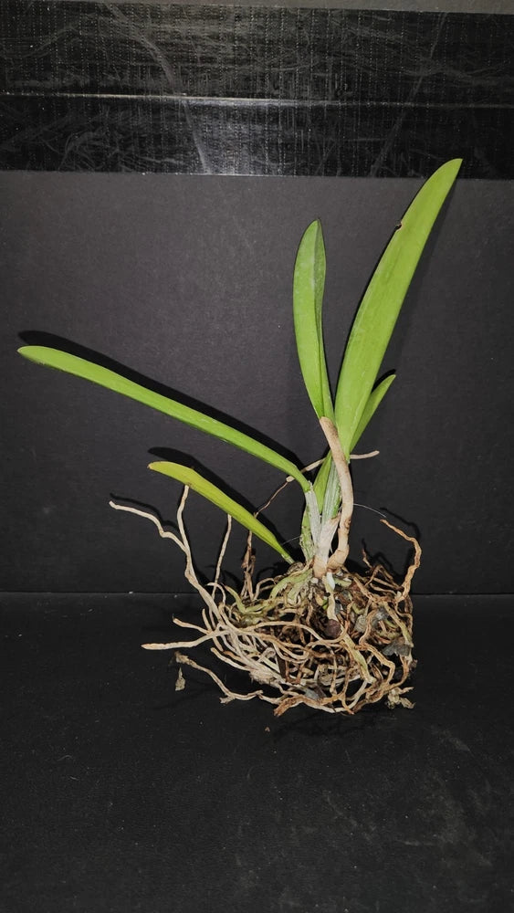 Bare-root orchid division plant with green leaves and tangled exposed roots
