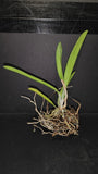 Bc. Nok Noi BS Bareroot Division Orchids