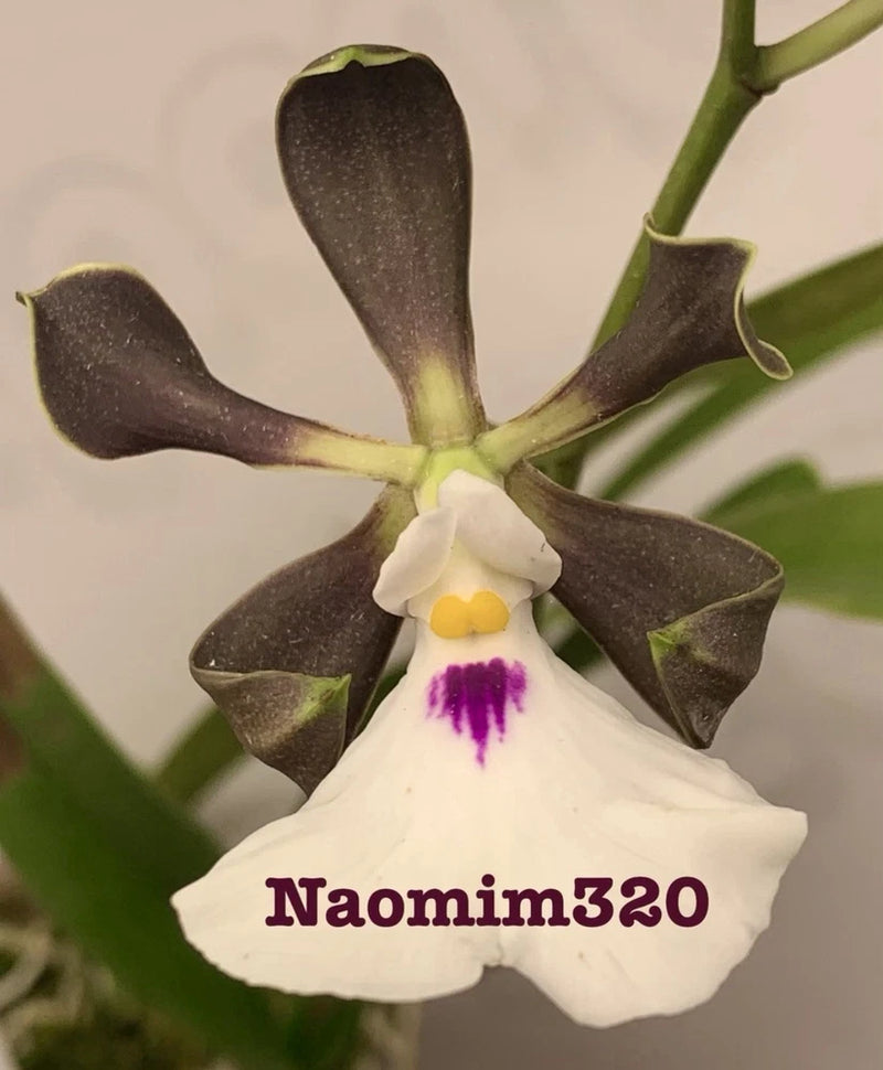 White and dark maroon Encyclia cordigera orchid flower with yellow center and purple throat
