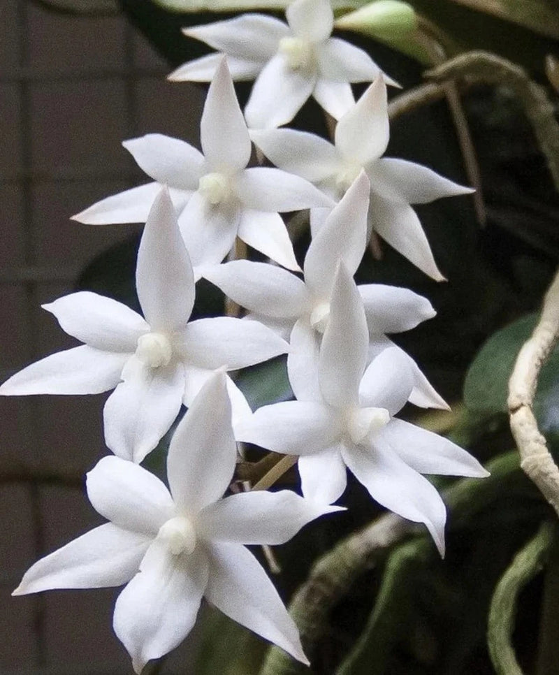 Aerangis biloba orchid bloom with clusters of white star-shaped petals