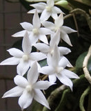 BEAUTIFUL AERANGIS BILOBA ORCHID SPECIES BLOOMING SIZE Orchids