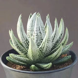 6CM Succulent Plant Haworthia Kingiana__ Liliaceae Home Garden Beautiful Plant Garden Plants