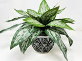 Silk Silver King SWORD plant in Black Ceramic Pot, handmade original by Lower Fo Green Plant