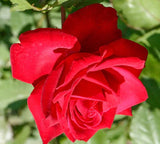 Olympiad HYBRID TEA ROSE bare rooted rose bush live plant X 1 Flowering Plants