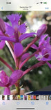 5 Purple Epidendrum Rooted 6 Inches  or 8 Inches Orchids