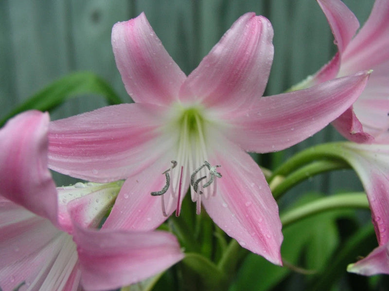 Pink Crinum lily flower with striped petals and visible stamens