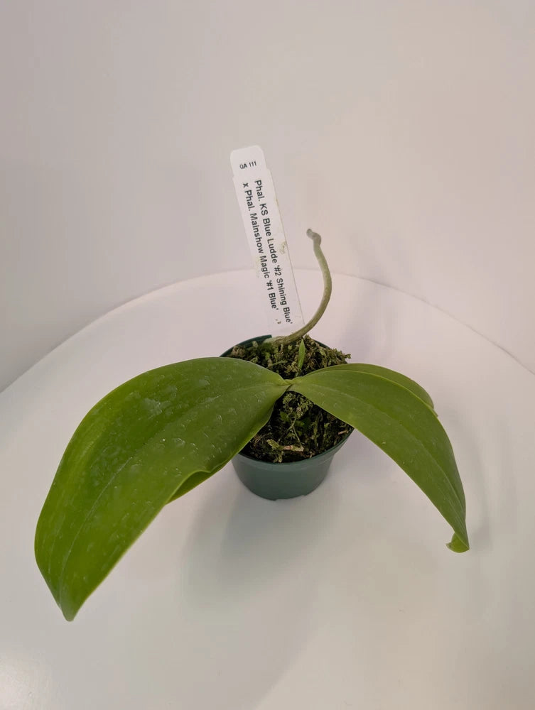 Green orchid with two broad leaves in a small dark pot