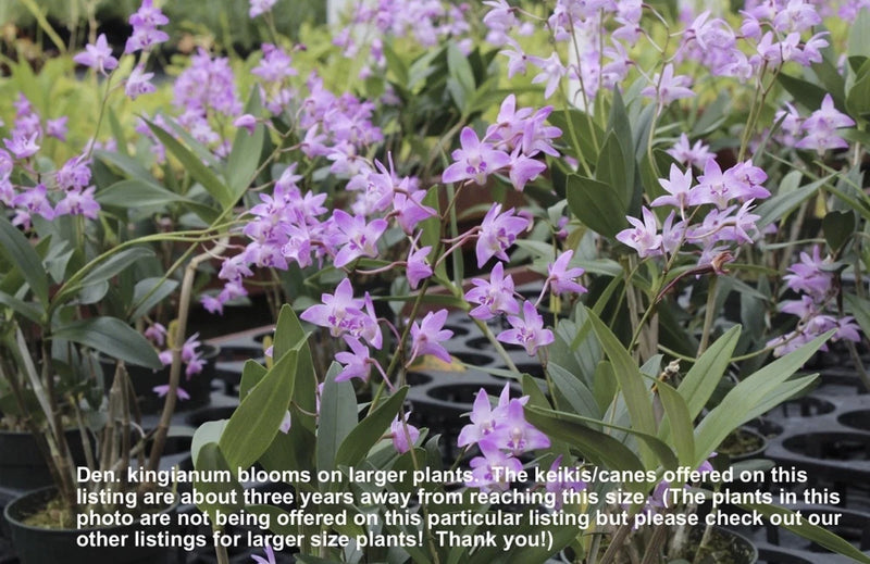 Rooted stem orchid plant with clusters of light purple flowers and green leaves