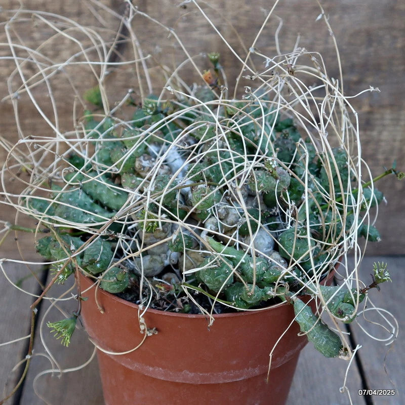 Potted euphorbia cactus plant with green globular stems and thin wiry spines in a terracotta pot