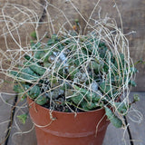 A9255 EUPHORBIA GLOBOSA VERY OLD pot17-H11-W22 cm MaMa Cactus Green Plant