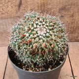 D6466 MAMMILLARIA NEJAPENSIS pot18-H15-W17 cm MaMa Cactus Green Plant