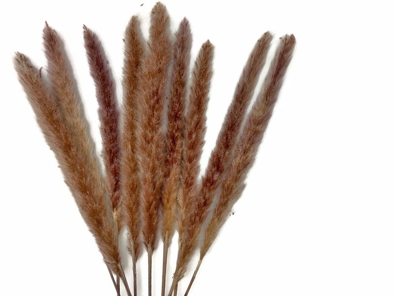 30 Pieces - 18-20" Natural Red Preserved Small Reed Pampas Grass Dried Botanical Pampas Grass