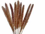 30 Pieces - 18-20" Natural Red Preserved Small Reed Pampas Grass Dried Botanical Pampas Grass