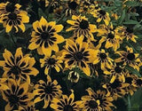 30+ Rudbeckia Solar Eclipse  Flower Seeds / Perennial Daisies