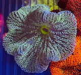 Assorted green Indian Ocean Haddoni Carpet anemones  4-5Ó Anemone
