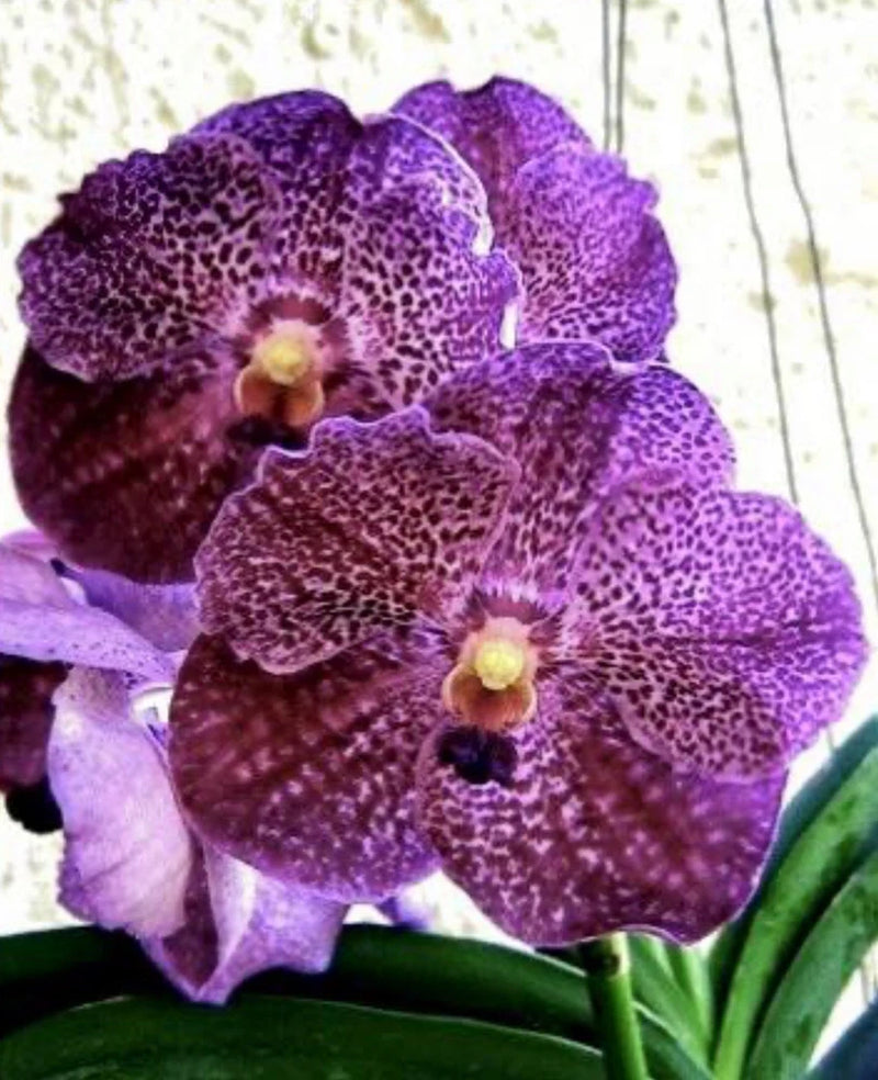 NEW HYBRID  V fantastic fanfare x V Tessalatta  Blue Fragrant Orchids Seedling Orchids