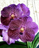 NEW HYBRID  V fantastic fanfare x V Tessalatta  Blue Fragrant Orchids Seedling Orchids