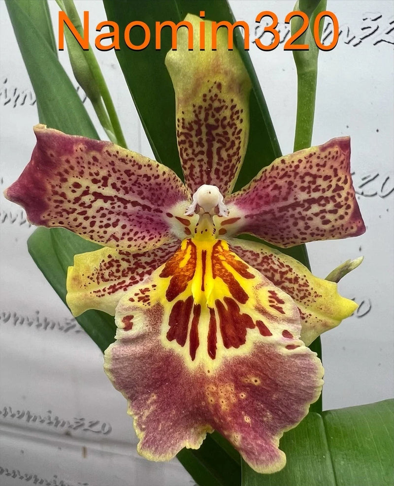 Oip. Celtic Sun x Burgundian 'Bizarro' Bloom size Orchids