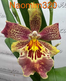 Oip. Celtic Sun x Burgundian 'Bizarro' Bloom size Orchids