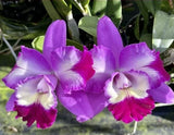 Purple cattleya orchid blooms with magenta centers, compact flower spray