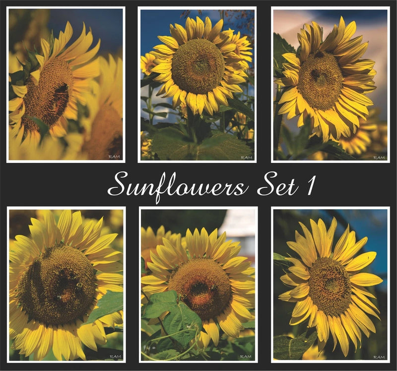Sunflowers Set 1  quality Gift Cards Custom Made, original photos NEW Sunflower