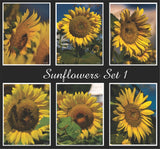 Sunflowers Set 1  quality Gift Cards Custom Made, original photos NEW Sunflower