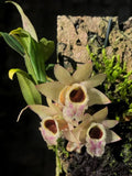 Miniature Dendrobium orchid with pale petals and dark centers, pink speckles