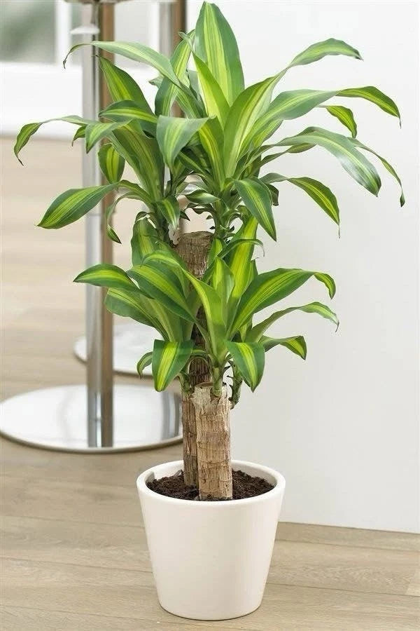 Potted corn plant with tall green leaves in a white ceramic pot