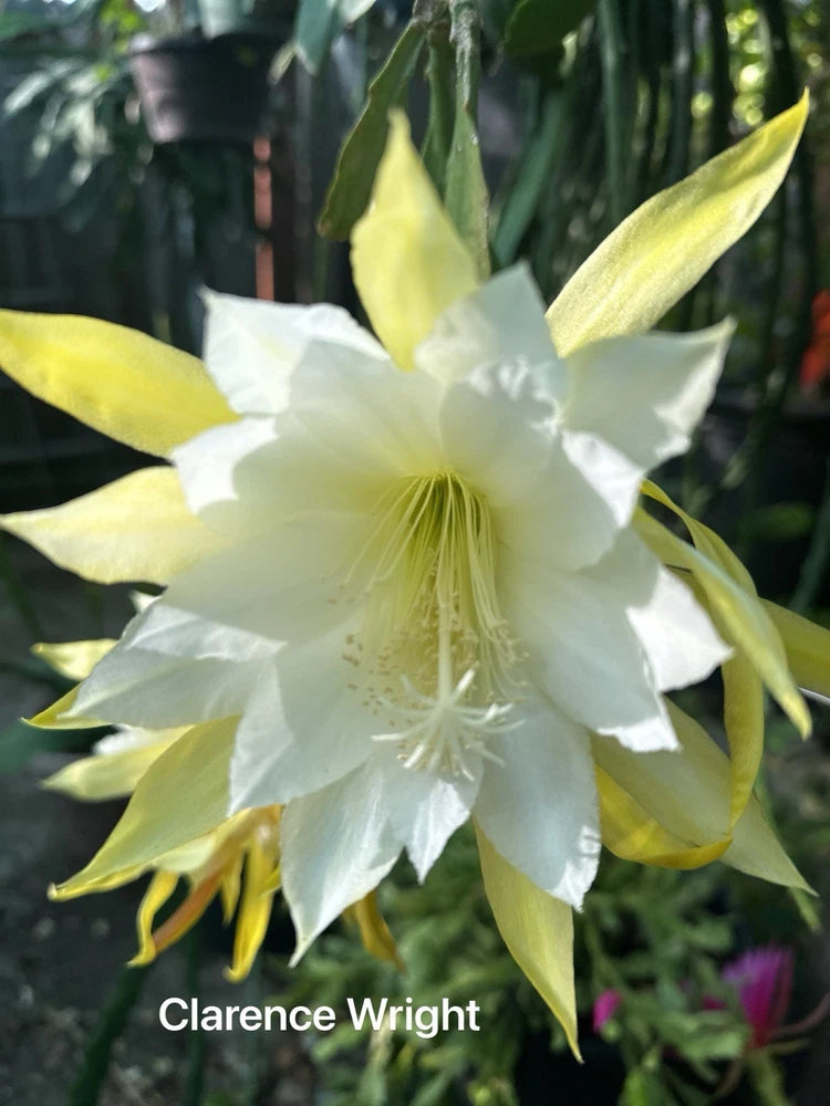 Clarence Wright epiphyllum orchid cutting, white flower with pale yellow tips