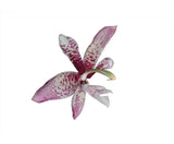 Houhopea Wayne Riggs (Stan. Yolanda Breck x Hlt. odoratissima) Orchid 4Ó Pot Orchids