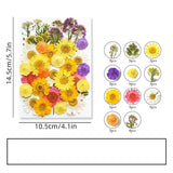 40PCS Real Pressed Dried Flower Leaves collection, Daisy, Baby Breath FFS519 Dried Flower