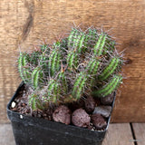 D4528 EUPHORBIA PHILLIPSIAE pot12-H12-W14 cm MaMa Cactus Green Plant