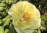 10 Golden yellow peony seeds, emitting a pleasant fragrance. Free shipping Peony