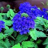 35+ VERBENA BLUE LAGOON PERENNIAL FLOWER SEEDS / DEER RESISTANT Flowering Plants