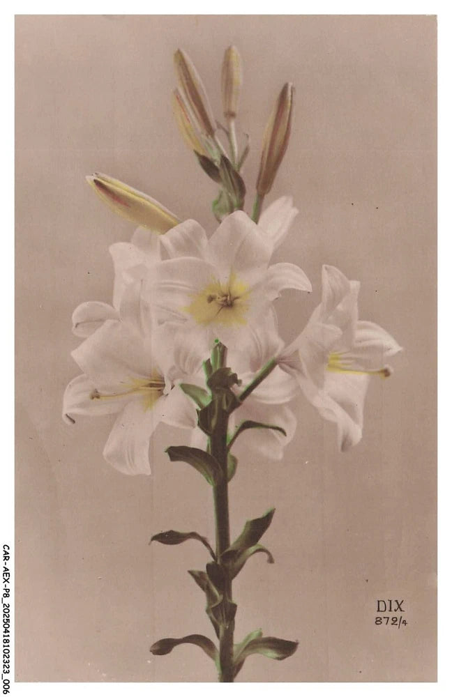 White lily bouquet floral artwork print with stems and blossoms