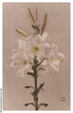 CAR-AEXP8-0411-FANTASIES - Flowers - Lilies Lily