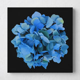 Original Hydrangea Oil Painting on Panel Small Flower Art 8x8 Inches Hydrangea