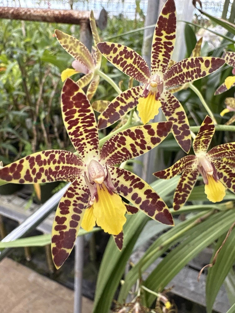 Spotted orchid bloom with star-shaped burgundy petals and yellow center, with green leaves