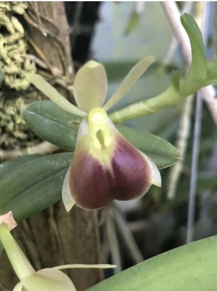 Mexican species- Epidendrum porpax Orchids