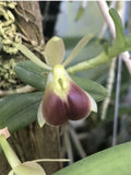 Mexican species- Epidendrum porpax Orchids