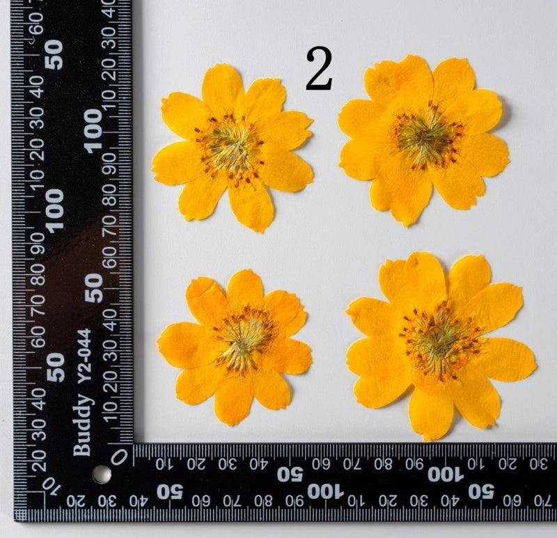 12PCS Real Pressed Dried daisy Flower, Natural Orange Flower Head FSS91-2 Yellow Dried Flower