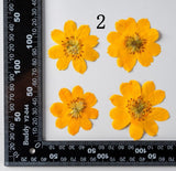 12PCS Real Pressed Dried daisy Flower, Natural Orange Flower Head FSS91-2 Yellow Dried Flower