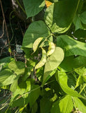 12 Shim Seeds / Sheem Seeds | Hyacinth Bean Seeds | Green hyacinth bean seeds Garden Plants