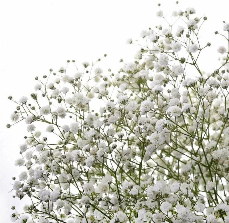 Baby's Breath Flower Seeds, "COOL BEANS N SPROUTS" Brand. Home Gardening. Carnation