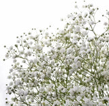 Baby's Breath Flower Seeds, "COOL BEANS N SPROUTS" Brand. Home Gardening. Carnation