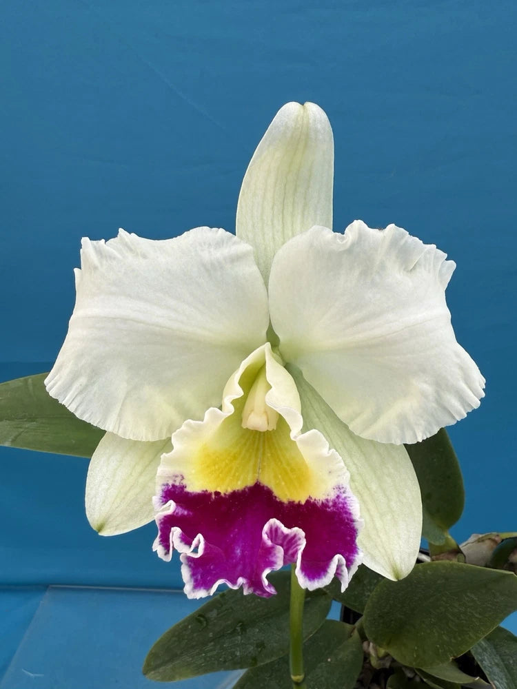 White orchid in bloom with purple and yellow center, green leaves