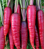 PURPLE CARROT SEEDS 500+ "COSMIC" vegetable GARDEN plants NON-gmo FREE SHIPPING Garden Plants