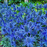 200+ Blue Sea Hollies Thistle Seeds for Garden Planting - USA - FREE SHIPPING! Garden Plants