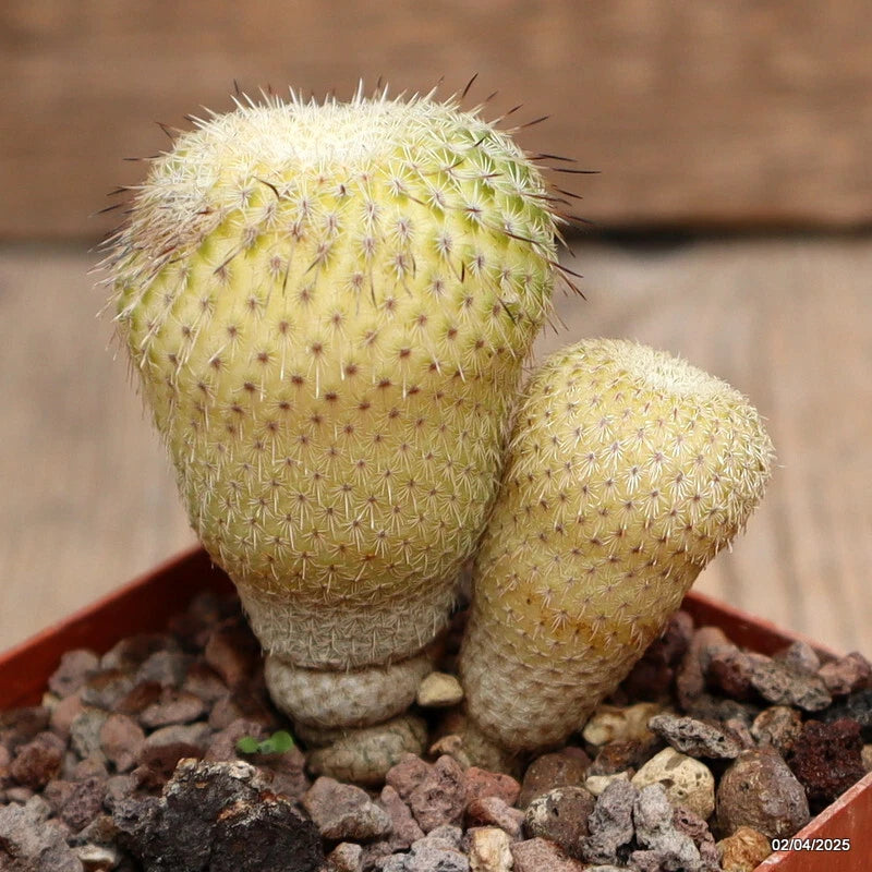 D2492 EPITHELANTHA UNGUISPINA pot6-H5,5-W5,5 cm MaMa Cactus Green Plant