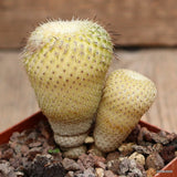 D2492 EPITHELANTHA UNGUISPINA pot6-H5,5-W5,5 cm MaMa Cactus Green Plant
